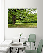 Obraz V zelenom lese 1551